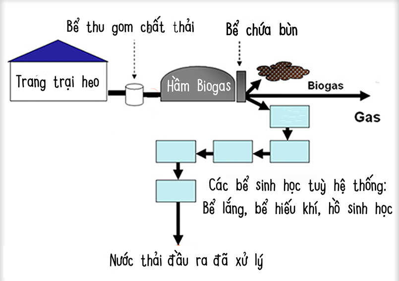 Xử lý nước thải chăn nuôi bằng hệ thống biogas yếm khí